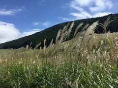 仙石原の銀のススキ→小田原 街めぐり