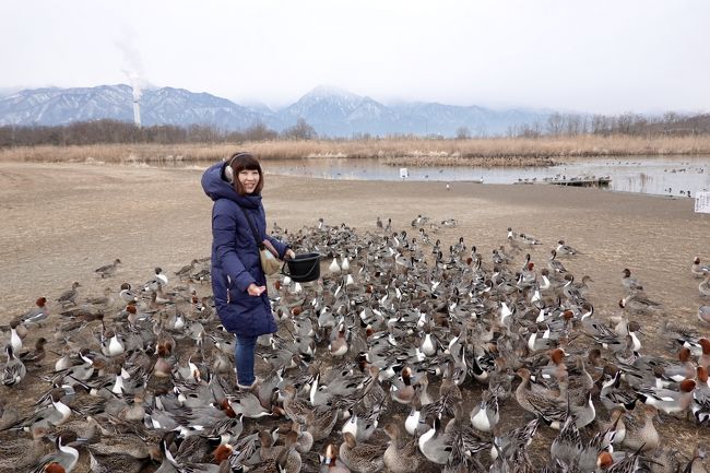 安曇野でスゴい数のカモに囲まれてしまった件について(^_^)