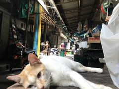 世界ねこ歩き　タイランド編　バンコック　2018年