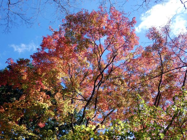 写真の枚数が６０枚に達したので、２話に分けて長安寺の紅葉の様子を綴ります。<br /><br />長安寺の紅葉を楽しんだ後は、大きなモミジの木が植えられた、箱根ビジターセンターに向かいます。<br />