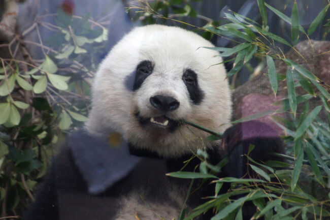 【おさんぽ動物園ログ】上野動物園 2019年1月