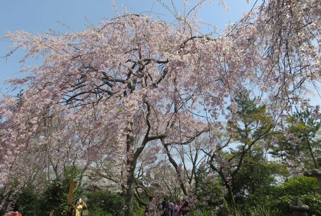 2018春、京都の花の名所(8/15)：嵐山と天龍寺(4)：曹源池庭園、八重紅枝垂れ桜、馬酔木