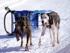 2019 えにわ犬ぞり大会   　恵庭えこりん村