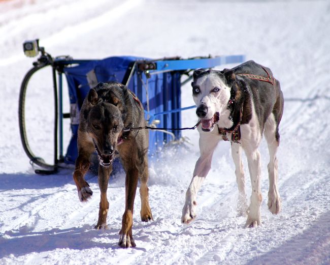 犬ぞりレース観戦、3度目は千歳空港近くの恵庭。<br />札幌からは電車で30分ちょっとだ。<br />会場はどっちを向いてもワンコだらけ。<br />しかも大型犬がうようよいるので私にとってはパラダイス?? <br />大会の2日間を堪能してきた。<br />