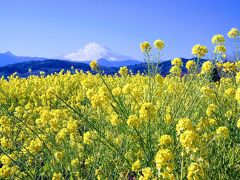 国府津 曽我梅林の梅まつりと、二宮吾妻山公園の菜の花ウォッチング