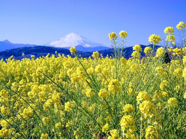 2月2日に例年行っている、二宮町の吾妻山公園の菜の花ウォッチングに行ってきました。<br />ここでは、一面の早咲きの菜の花畑の先に、富士山、箱根、伊豆半島、そして相模湾が広がる絶景スポットがあります。<br /><br />そして今年は2月2日から、二宮町のお隣の国府津の曽我梅林の梅まつりが始まるとの情報を得たので、そちらもに行ってきました。<br />3万5000本と、南関東では最大級の梅林です。<br /><br />曽我梅林の梅はまだこれからといった感じでしたが、曽我ののどかな田園風景に癒されました。