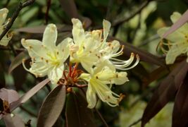 2018春、京都の花の名所(11/15)：嵐山と天龍寺(7)：日陰躑躅、三つ葉躑躅、白妙桜