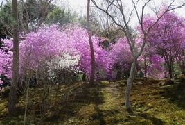 2018春、京都の花の名所(12/15)：嵐山と天龍寺(8)：白花・花蘇芳、幣辛夷、雪柳、勅使門