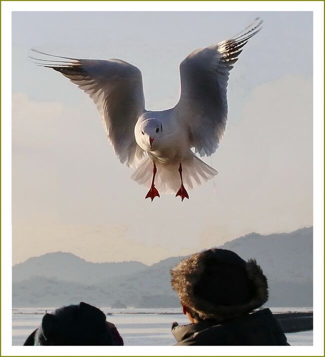 ■広島湾地御前の海岸でユリカモメと遊ぶ♪／広島県廿日市市地御前<br /><br />【　手記　】<br />　この一年、足腰に痛みがあって歩行面が辛いので長旅（長距離走）へ行くことができていません。さらに義母の入院（外科と内科の２手術）が長引いて世話ごとが重なり気持ちが落ち着かないのでそれどころではありません。親戚縁者がわたくししかいないので仕方ありません。でも、まったく動かないのもこれまた問題なので、近場の撮影会と飲み会＾＾にだけは参加するようにしています。<br />　この日は広島湾地御前（じごぜん）の海岸でユリカモメの撮影会があったので参加してきました。夜は夜でまたまた市内中心部の鉄板焼き「元就」で飲み会があったのですが、病院から緊急TELがあってもいつでも行動できるように自家用車で行って参りました。もちろん飲み物はノンアルコールBEERで…我慢しました。<br />　今の生活状況からして、こうしてユリカモメたちに餌をやって遊んでおりますと、多少なりとも脳内リフレッシュができたような気がします。<br />　撮影してきた数多くの写真の中から４トラ記用に写真を適当に選んでアップしてみました。<br /><br />∇ユリカモメ「チドリ目カモメ科」<br />　ユリカモメはユーラシア大陸北部で繁殖し、冬になると日本各地に渡ってくる、普通に見ることのできるカモメです。秋の深まりとともに次第に数を増し、梅雨の始まりとともに北部に戻っていきます。<br />　全長は約40ｃｍ。冬鳥として、全国の河、河口、湖沼、海岸に至る水辺に来ます。赤いくちばしと足がきれいな小型のカモメの仲間で、水上に群がる姿は白い花が一面に咲いたようです。在原業平や和泉式部の古歌に登場する都鳥（みやこどり）はこの鳥です。<br />