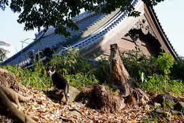 東京そぞろ　其の１　小石川界隈