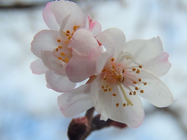2月3日、午後2時頃に陽気に誘われてふじみ野市西鶴ケ岡地区を散策しました。　十月桜のその後を観察しました所、美しい花を多く見つけることができました。<br /><br /><br /><br />＊写真は美しかった十月桜
