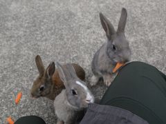 瀬戸内島巡り紀行　ウサギと毒ガスの島　大久野島を訪ねて