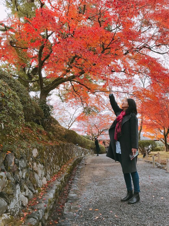 半年遅く投稿します。<br />周りは桜前線の中　紅葉画面　(^◇^;)<br /><br />テレビのコマーシャルにつられて、京都　秋の旅に行ってみたくなりました。予定では11月中旬が見頃の紅葉時期だったのでしょうが、暖かい日が続いてくれたおかげ様で12月初旬に、真っ赤な紅葉が見れたこと。<br />無計画で、京都駅から、まず宇治駅目指すと、こんなに綺麗な紅葉♪　<br />ツイテいます。<br /><br />１２月初旬<br /><br />日本旅行　ネット予約<br />行き：新幹線　東京駅のぞみ指定席１１時発→京都駅<br /><br />宿泊：滋賀県　草津駅　ホテル　ボストンプラザ草津　びわ湖<br /><br />帰り：新幹線　京都駅　指定席２０時発→東京駅下車→京浜東北線　