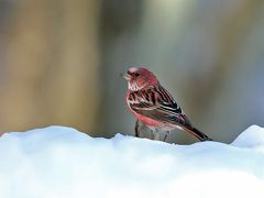 201９年２月野鳥撮影記録 　Ⅰ