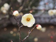 京都散歩・大徳寺本坊特別公開と 建勲神社、同志社大学と御所あたりを梅を探してうろうろ歩く。