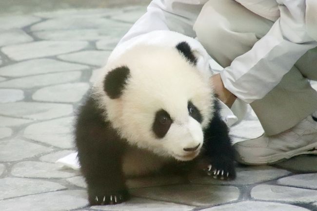 埼玉の我が家から１時間半の上野動物園の方が、ジャイアントパンダに会うのは大変で、シャンシャンには会いに行ったことはありませんが、いっそ半日かかる和歌山でならジャイアントパンダの赤ちゃんに会えます！<br />おかげで、これまで桜浜ちゃん桃浜ちゃん姉妹、それから結浜ちゃんは、何度か訪れて成長を見守ることができましたが、その時に比べると、今やレッサーパンダ遠征したい動物園の幅が飛躍的に増えてしまったので、アドベンチャーワールドに何度も行くのは日程的に厳しくなりました。<br />それでも、会っておきたかった、可愛い盛りの彩浜ちゃんに！<br />前回１年ぶりに再訪した2018年９月は、まだ良浜ママに抱っこされていた姿がちょっと見られただけでしたが、今回、彩浜ちゃんはすでに屋内運動場にデビューしていて、一人でも動き回れるようになっていたので、見られるチャンスが増えたし、動いている方が、動きもしぐさもますます可愛いです！<br /><br />でも、今回の２日訪問のうち、１日目の日曜日は、彩浜ちゃんに会うのは我慢しました。<br />観覧の列に並べば、見られることは分かっていましたが、他にも会いたい動物がたくさんいたので、並んでいる時間がもったいなく思えたのです。<br />２日目の2019年１月28日の月曜日、たとえ閑散期の平日でも行列ができていないなんてことはありませんでしたが、３回見に行って、それほど待ち時間はなく見られ、そこそこ良い写真もゲットできたと思います。<br />１回目は午前のアニマルアクションまでの空き時間に見に行って、歩行観覧中の３列目で人垣の間から彩浜ちゃんが見られました。待ち時間10分。<br />アニマルアクションの時間が迫ってきたので、途中で列を離れましたが、今思えば、３回見に行った中で、このときが１番、彩浜ちゃんに動きがあったので、惜しかったです。<br />２回目はアニマルアクションが終わった後、ちゃんと時間をかけて見るつもりでしたが、あいにく彩浜ちゃんは寝ていました。<br />ただ、そのせいもあってか、あまり混雑していなくて、途中から列を作らなくても良い、自由観覧になりました。<br />彩浜ちゃんは寝ていたとはいえ、良浜ママがとってもキュートでした！<br />パンダラブにいる娘たち（桜浜ちゃん・桃浜ちゃん・結浜ちゃん）よりも顔が丸く、キュートになった気がしました。<br />それに彩浜ちゃんは時々寝返りを打ち、その姿は愛らしかったです。<br />３回目は、ほんとはコツメカワウソの食事タイムの方を見に行くつもりでしたが、今度、ジャイアントパンダの赤ちゃんがいるうちにアドベンチャーワールドをまた再訪できるとは限らないし、今度は起きている姿が見られるかもしれないと思い、ふらっと彩浜ちゃんの方へ行ってしまいました。<br />この時は、良浜ママは寝っ転がったままで彩浜ちゃんを構っていて、彩浜ちゃんもママのそばでごろごろしていました。<br />空いていたので自由観覧で、人垣の後ろから見たり、交代で最前列に張り付いたりしていましたが、良いポジションはなかなか取れず、じれったく思っているうちに、だんだん人が増えてきたので、自由観覧が中止になり、歩行観覧になり、そのタイミングで離れました。<br />今回はレッサーパンダの赤ちゃんが第一目的だったのですが、彩浜ちゃんにもっと時間をかければ、かけた分、可愛い姿がたくさん見られて、満足度も比例したと思います。<br /><br />永明パパは外にいるときにちょっとだけ会えました。<br />彩浜ちゃんが寝ていたので、永明パパのところに寄ったのですが、結局、それっきりになってしまいました。<br />一昨年2017年９月の再訪では、永明パパが誕生日プレゼントのベンチではしゃいでいた姿が見られ、まだ記憶に新しいです。なので、今回はあまり動きがみられなかったのは寂しかったですが、どんな姿が見られるか、こればかりは相手次第、タイミング次第。あとはやはり、こちらがかける時間次第でもあります。<br /><br />パンダラブにいる娘たちは、２日とも終日屋外展示場にいたのは結浜ちゃんで、桜浜ちゃんと桃浜ちゃんは屋内展示場の２面にそれぞれ１頭ずつで過ごしていました。<br />子パンダの時の結浜ちゃんがママと過ごしていた時や、桜浜ちゃん・桃浜ちゃんが一緒に暮らしていた時の記憶は、写真を撮って、旅行記を作成する形で記憶をなぞったおかげで、私の中ではまだまだ記憶に新しいのですが、大人になると落ち着いちゃうのは、仕方がないとはいえ、ちょっと寂しくなりました。<br />と思ったら、結浜ちゃんは途中でテンションが高くなってでんぐり返りをしたり、桃浜ちゃんもあの巨体で組み木の上に登ったり、何がしたいんだかよく分からなかったけど、面白いパフォーマンス（？）を見せてくれました！<br />その姿は、子パンダのおぼつかなさと違うけど、はらはらさせられて、ごろんと落ちたときには思わず声を上げてしまいましたが（私だけでなく、ギャラリーみんな）、桃浜ちゃんはケロッとしていたので、結果オーライ、はらはらさせられたこと自体も、とても楽しい思い出となりました。<br /><br />ただ、ジャイアントパンダにかけた時間と撮った写真の枚数は、今回、相対的に少なめだったので、旅行記はコツメカワウソ編と一緒にまとめました。<br /><br />定例のコツメカワウソの食事イベントはほんとに可愛いし、楽しいので、１組目で飼育員さんのイベントとしてのトークはいったん終わるのですが、２組目の最後まで見学しました。<br />それから、受付時間は過ぎていたけれど、ふれあいの里のふれあい当番のコツメカワウソの写真も撮らせてもらえました。<br />ふれあい当番の子は、前回の2018年９月では、アニマルアクションに出演している若い女の子だったのですが、今回はおばあちゃんということで、ちょっと驚きました。<br /><br />ちなみに、実は今回初めて知りました、ふれあい広場にいた４頭のコツメカワウソのうち、１組目のカップルから生まれた女の子以外の３頭とも、赤ちゃんのときに密輸されて空港で検挙された野生生まれの個体だったことを。<br />我が地元の埼玉こども動物自然公園でも、コツメカワウソ展示場のそばには、コツメカワウソの密輸のほとんどが日本向けであるという残念な事実を知らせる記事が掲示されています。<br />家族愛が強いコツメカワウソなのに、赤ちゃんの時に親元からさらわれ、小さなトランクや容器にぎゅうぎゅう詰めにされて運ばれ、劣悪な環境の中で何割かは死んでしまうという事実は本当に痛ましいです。<br /><br />＜約４ヶ月ぶりで２日目は誕生日となった通算11回目のアドベンチャーワールド（2019年１月26（土）前泊～１月28日（月）の旅行記のシリーズ構成）＞<br />□（１）アクセスとホテル編：定番となった夜行バスでのアクセスは池袋で乗降車＆直前の日程変更で再び泊まった湯快リゾート白浜彩朝楽<br />□（２）グルメとおみやげ編：はち切れそうなくらい食べた朝夕のホテルのバイキング＆アドベンチャーワールドとホテルの売店で楽しいショッピング<br />□（３）レッサーパンダ特集：Hello！四男めの赤ちゃん、頻繁にお客さんの方を見てくれるし、ママとたくさんバトル！～冬で元気いっぱいレッサーパンダに２日かけて総勢６頭に会えた@<br />■（４）ジャイアントパンダとコツメカワウソ編：Hello！彩浜ちゃん！～なんとか全員会えた浜ファミリー＆食事タイムとふれあいタイムのコツメカワウソ<br />□（５）サファリワールド編：降り注ぐ午後の斜光の中でのんびり過ごす動物たちをゆっくり見て回れたウォーキングサファリ<br />□（６）ライブ編：今回も２度ずつ見ずにはいられなかった感動のマリンライブとアニマルアクション<br />□（７）エントランスドーム・エンジョイドームやファミリー広場の動物たち＆平日だけ行われたペンギンパレード～海獣館とペンギン王国は回れなかったけれど<br /><br />アドベンチャーワールドの公式サイト<br />http://www.aws-s.com/<br /><br />＜タイムメモ（全行程）＞<br />※この旅行記に関係ある時間帯に★印をつけました。<br /><br />【2019年１月26日（土）】<br />20:40　池袋東口から明光バスに乗車<br /><br />【2018年１月27日（日）】<br />07:50頃　白浜バスセンター到着（定刻07:56）<br />07:50頃　コンビニでペットボトルのお茶を買う<br />07:55-08:40　民宿アイスのレストランで朝食<br />08:49　白浜バスセンター発の路線バス101番に乗車（運賃470円）<br />09:15頃　アドベンチャーワールド前の停留所に到着<br />10:05頃　アドベンチャーワールドに入園（開園10:00）<br />10:05　エントランスドームでダルメシアンのお出迎え<br />10:05-10:30　ウェルカムルームのレッサーパンダ（ジン）<br />（時々けやき広場のワオギツネザル）<br />10:30-10:35　エントランスドームのペンギンとフラミンゴ<br />10:35-11:05　屋外のレッサーパンダ（ライラ母子）<br />（午前の公開時間は開園から11:30まで）<br />11:05-11:10　パンダラブの屋外ジャイアントパンダ（結浜）★<br />（マリンライブ会場に向かう途中）<br />11:15-11:35　マリンライブ（１回目）<br />11:40　エントランスドームのウサギ<br />11:45-11:55　屋外のレッサーパンダ（マルル）<br />12:00-12:15すぎ　アニマルアクション（１回目）<br />12:25-13:05　ウェルカムルームのレッサーパンダ（ジン）<br />（時々けやき広場のワオギツネザル）<br />13:10-13:25　エントランスドームでパンダ団子休憩<br />13:30-13:40　屋外のレッサーパンダ（シンシン）<br />13:45-14:10　コツメカワウソの食事タイム★<br />14:15-14:20　屋外のレッサーパンダ（シンシン）<br />14:20-14:25　ウェルカムルームのレッサーパンダ（ジン）<br />14:25-14:30　屋外のレッサーパンダ（シンシン）<br />14:30-14:35　フラミンゴ広場のジェンツーペンギン<br />14:35-14:45　パンダラブの屋外ジャイアントパンダ（結浜）★<br />14:55-16:35　ウォーキングサファリ<br />16:40-16:50　パンダラブのジャイアントパンダ★<br />（結浜は終日屋外／屋内は桃浜／桜浜は収容された後）<br />（良浜・彩浜の観覧受付は10:15～15:00／この日は並ばず）<br />16:50-17:00　エントランスドームで買い物<br />17:00　アドベンチャーワールドを出る<br />17:15　アドベンチャーワールド発の最終102番バスに乗車<br />17:50頃　古賀浦のバス停に到着（運賃470円）<br />17:55　ホテル湯快リゾートプレミアム白浜彩朝楽にチェックイン<br />19:05-19:20　ホテルの売店で買い物<br />19:40-20:10　ボディケア30分コース（4,000円）<br />20:10-21:30　夕食バイキング<br />（３部制で第３部の20:00-21:30の時間帯指定）<br /><br />【2019年１月28日（月）】<br />07:00　起床<br />07:30-08:00　朝食バイキング<br />（３部制で第２部の07:00-08:00の時間帯指定）<br />（08:00-09:00の時間帯は満員で取れず）<br />09:35　チェックアウト<br />09:40　予約したタクシーでアドベンチャーワールドへ（1,320円）<br />（古賀浦のバス停から10時前に到着する直通バスがないため）<br />09:45　アドベンチャーワールドに到着<br />（15～20分かかるはずのところ平日だからか５分で到着）<br />10:05頃　アドベンチャーワールドに入園（開園10:00）<br />10:05-11:00　屋外のレッサーパンダ（ライラ母子）<br />（午前の公開時間は開園から11:30まで）<br />11:00-11:15　パンダラブのジャイアントパンダ★<br />（結浜は屋外／屋内は桜浜・桃浜）<br />11:15-11:40　屋外のレッサーパンダ（ライラ母子／ココロ）<br />（11:30にココロに交代）<br />11:45-11:55　ブリーデイングセンターで並び始める★<br />（良浜は途中でバックヤードへ／３列目から彩浜を観覧）<br />（時間切れになり途中で列を抜ける）<br />12:00-12:15すぎ　アニマルアクション（２回目）<br />（12:30頃までアニマルアクションの会場で休憩）<br />12:40-13:05　ブリーデイングセンター（永明・良浜・彩浜）★<br />（彩浜はお休み中で時々寝返り／空いたので途中から自由観覧）<br />13:15-13:25　ペンギンパレード（平日のみ）<br />13:25-13:35　屋外のレッサーパンダ（マルル＆后）<br />13:40-13:50　ブリーデイングセンター（良浜・彩浜）★<br />（ほんとはコツメカワウソの食事タイムを見に行くつもりだった）<br />（自由観覧／１列目が歩きながらの観覧になったので離れる）<br />13:55-14:00　コツメカワウソの食事タイム★<br />（食事タイム開始は13:45）<br />14:00-14:05　コツメカワウソふれあいタイム★<br />（ふれあい受付は14:00までなので写真だけ撮らせてもらう）<br />14:15-14:35　マリンライブ（２回目）<br />（マリンライブ会場で少し休む）<br />14:50-16:25　屋外のレッサーパンダ（ライラ母子）<br />（母子の午後の展示時間は15:00～15:30までだが延長）<br />16:25-16:40　エントランスドームのカフェでジラフィーノ休憩<br />16:40-16:50　エントランスドームで買い物<br />16:50-17:00　ウェルカムルームのレッサーパンダ（ジン）<br />17:00　アドベンチャーワールドを出る<br />17:15　アドベンチャーワールド発の最終102番バスに乗車<br />17:35　白浜良のバス停に到着（運賃470円）<br />17:40-18:15　浜銀座の和歌山ラーメンの夕食<br />18:25　白浜バスセンターでバスを待つ<br />19:30　白浜バスセンター発の西武バスに乗車<br /><br />【2019年１月29日（火）】<br />06:35頃　池袋東口（西武池袋駅近く）に到着（定刻06:49）<br />（そのまま帰宅せず出勤）<br /><br />※これまでの動物旅行記の目次を作成済。随時更新中。<br />「動物／動物園と水族館の旅行記～レッサーパンダ大好き～　目次」<br />http://4travel.jp/travelogue/10744070<br /><br />※そのうちこれまでのアドベンチャーワールドのジャイアントパンダ編やコツメカワウソの写真のある旅行記の一覧はこの旅行記の末尾に、南紀白浜とアドベンチャーワールドの旅行記一覧はシリーズ最後の旅行記のラストに掲載します。