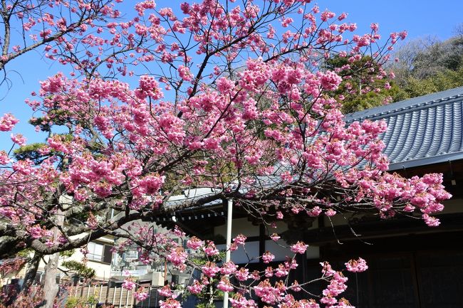 早咲きの桜を見に行きました。<br /><br />あたみと土肥の開花情報を見て<br />土肥桜のほうが開花が進んでいるようなので土肥へ行きます。<br /><br />土肥桜は、伊豆市の土肥温泉周辺だけで見られる桜で、河津桜よりも早咲きの桜です。