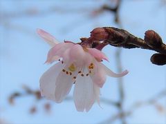 素晴らしかった十月桜その後(2月7日観察)