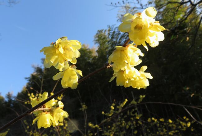 名古屋市農業センターとその周辺の早春の花探しです。