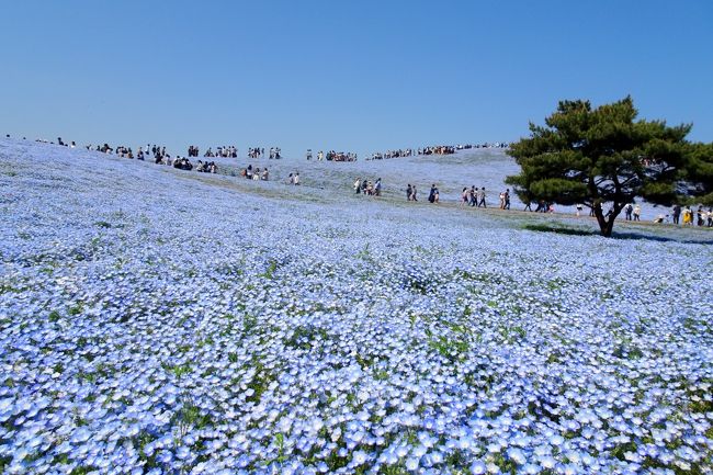 　ゴールデンウィークを利用して，ひたちなか海浜公園（ https://hitachikaihin.jp/ ）のネモフィラと偕楽園（ https://www.ibarakiguide.jp/kairakuen.html ）のつつじを見に出かけた