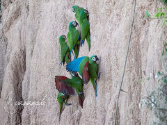 ペルー探鳥記（アマゾン探鳥前編）