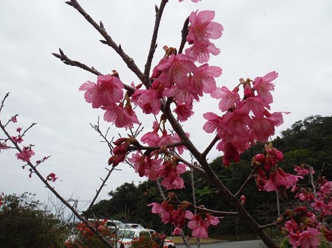 今年も日本一早い花見　１