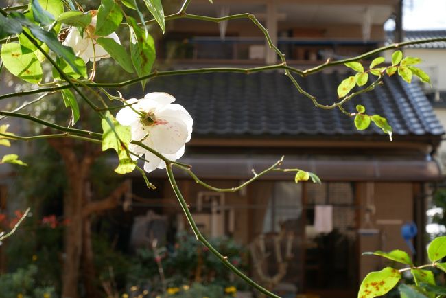 またまたちょっとハマっているJALのどこかにマイル<br />今回は、松山、釧路、徳島、高知のどこかでプチっと<br />高知だといいな～と願いながら、結局松山へ<br />初日は愛媛の名湯小薮温泉へ<br />二日目の午前中、愛媛の小京都と言われている大洲の街をつかの間のプチトリップ編<br />滞在１時間ちょっとだったかな<br />