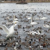 2019 冬の新潟　白鳥が飛来する瓢湖とおせんべい焼き体験