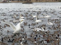 2019 冬の新潟　白鳥が飛来する瓢湖とおせんべい焼き体験
