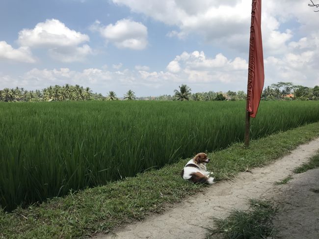 陸マイラーで貯めたマイルを有効に使う企画。<br />目的地(Bali)になかなかつかないビジネスクラスの旅です。SQのビジネスクラスにたくさん乗りたいため、日本帰着はまさかの名古屋。笑<br /><br />往路<br />NH HND→CGK(ジャカルタ)<br />SQ CGK→SIN<br />SQ SIN→DPS(デンパサール)<br />バリ島滞在<br />復路<br />SQ DPS→SIN<br />SQ SIN→NGO(名古屋)<br />※この後は別チケットで函館経由羽田に帰着<br /><br />この行程でも必要マイル数はDPS単純往復と同じ。<br />なのにビジネスクラスに5回も乗れる夢の組合せ(?)という<br />わけわからない行程ですがご紹介します。