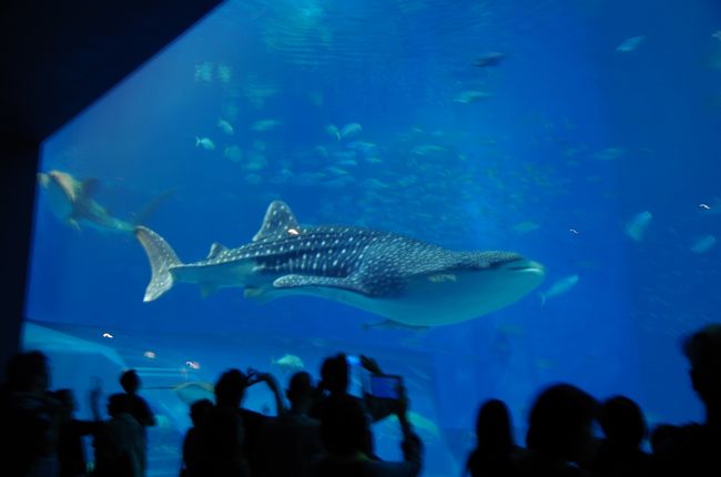 2017年11月　弾丸沖縄への旅（1日目-2）～那覇へ美ら海へ