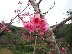 今年も日本一早い花見　２