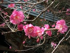 熱海ふれあい旅行…来宮神社 熱海梅園を訪れて…ひとり旅編！