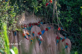 Tambopata