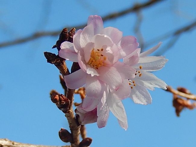 2月10日、午後2時20分過ぎにふじみ野市西鶴ケ岡地区を散策し、十月桜を観察しました。　この日は寒かったですが天気が良く十月桜は相変わらず美しく咲いていました。<br /><br /><br /><br />＊写真は美しかった十月桜