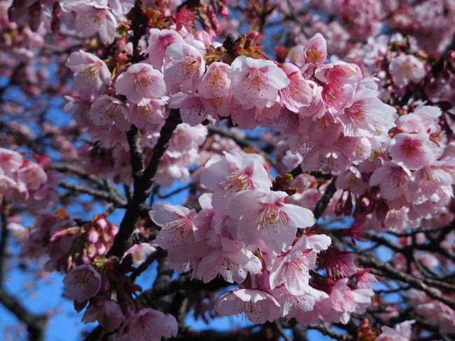 2019年2月、3連休の中日に良い天気だったので、初めて小石川植物園で梅とツバキを見に行きました。予想以上に多くの花びらが綺麗に咲いていて、さらにベニシダレザクラが本当に美しい花びらを広げて咲いていました。<br /><br />---------------------------------------------------------------<br />スケジュール<br /><br />2月10日　自宅－東京メトロ茗荷谷駅－小石川植物園観光－東京メトロ白山駅－東京メトロ神保町駅－自宅