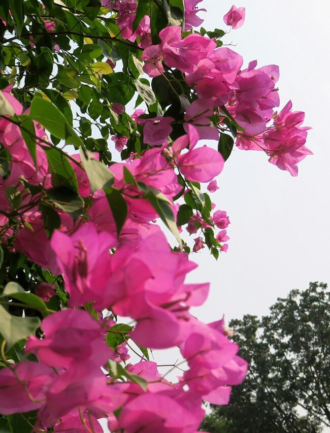 平成最後の年末年始旅行は<br />約40年前の7年半を過ごした昔懐かしいバンコクへ。<br /><br />花の大好きな唐辛子婆は旅に出たら必ず植物園とか花の美しい公園にでかけまする。<br />ここには花や、花にまつわる画像を集めてみました。<br /><br />★Thailand ノスタルジックバンコク(1/14) 14編の目次<br />https://4travel.jp/travelogue/11456576<br /><br />★?ミツバチばあやの冒険?　外国編のサイトマップ<br />http://4travel.jp/traveler/tougarashibaba/album/10683803/
