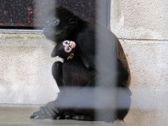 開園６６周年記念で入園料半額の池田動物園散策