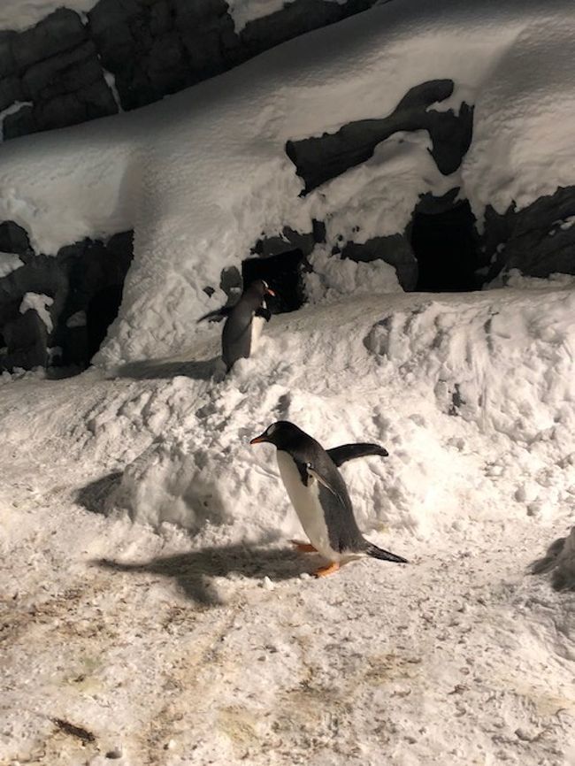 夜に動物園は初めてだが、動物たちは積極的に行動する種も多く、なかなか楽しめる。お笑いだったのはペンギン、積もった雪が凍っているところで滑って転ぶコロブ!ベンガルトラやホッキョクグマ、アザラシ等、みんな元気に動き回っていました。