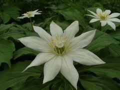 栂池自然園の高山植物