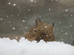 秋田大館アメッコ市♪①その前にまずは吹雪の大森山動物園でカピバラさんに癒されよう！