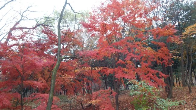 韓国へ行くのは今回で15回目となりました。特約航空券のキャンセル待ちで最後まで復路の席が確保できず１日旅行期間を短縮、その為ホテルの予約し直しが発生し今回もホテル移動をしました。初日に同行者が生牡蠣を食べて体調不良になり大変でしたが途中から回復して幸いでした。観光は少しだけ、ほぼ食べ歩きです。