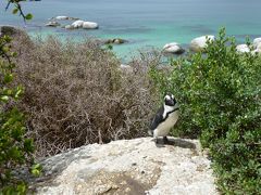 ドーハ経由ケープタウン旅④～ケープペンギンの巻