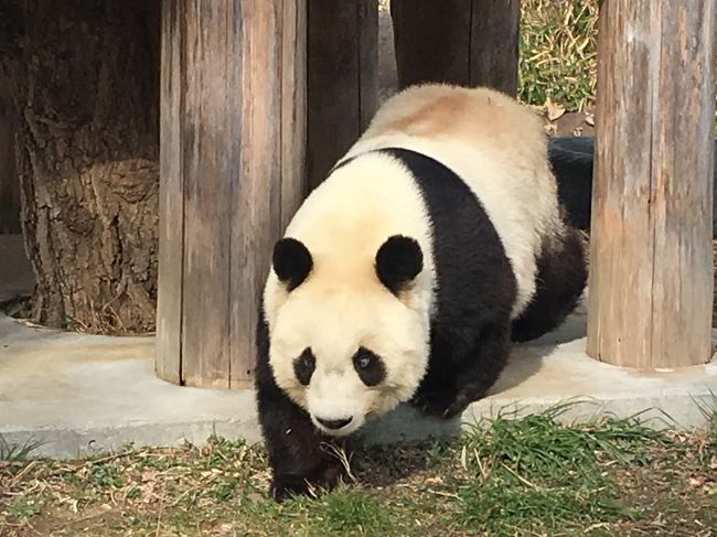 1年ぶりの王子動物園です。本当は昨年もう一度くらいは訪問したいと思っていましたが、結局都合がつかず。<br />王子動物園には、動物サポーター制度がある事を知り、昨年初めて訪れた王子動物園を気に入ったので、早速申し込みました。もちろん、サポーターの対象動物は、ジャイアントパンダですよ！<br />ちなみにこの寄付金は、ふるさと納税制度の対象にもなっています。<br />サポーター制度には、他にも特典が色々ありますが、その内の一つに、王子動物園内の動物ツアーガイドがあるので、その申し込みをしたところ当選したので、参加して参りました。<br />動物ツアーガイドは、4班のグループに振り分けられますが、何と何と、悲願のジャイアントパンダのグループに当たりました！タンタンちゃんに直に餌をあげる事が出来て大感激！<br />今年は開園から閉園まで、じっくりタンタンちゃんを観察、途中、昼頃には春節で大混雑だった南京町でサクッと食べ歩きを挟んでの、充実した日帰り旅行でした。