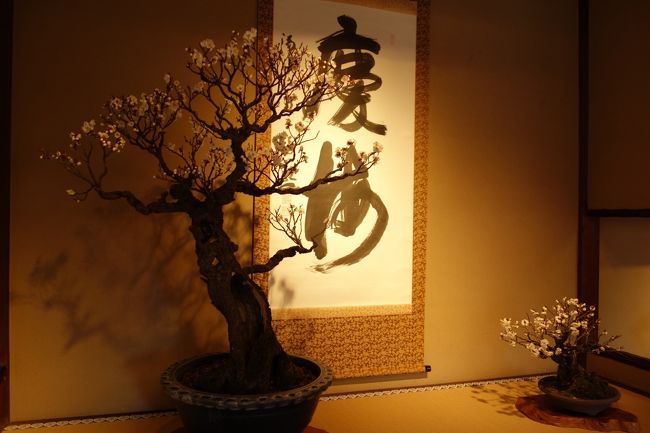 1月10日~3月11日まで,滋賀県長浜市では日本最大の盆梅展「長浜盆梅展」が開かれています。これに併せて,長浜駅構内の長浜市観光案内所等で「盆梅パスポート」という1000円のとんでもなくお得なチケット(盆梅展入場料+市内の主な観光スポット12か所から好きな4か所入場料+黒壁スクエア近辺のショップ多数の優待券です!!!)が発売されているので,それを片手に長浜市内を満喫してきました!