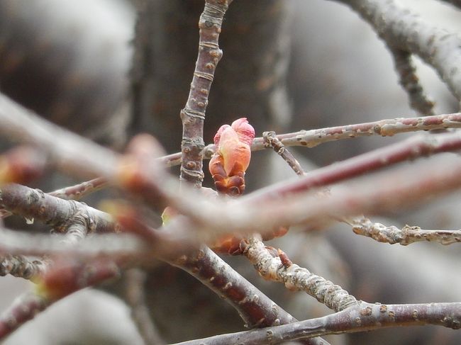 2月11日、午前11時半過ぎに鶴ケ岡中央通りにある河津桜の開花状況を見に行きました。　前回(1/29)より13日経過していますが、赤い蕾が少し見られました。　後、二週間後には花が咲きそうでした。<br /><br /><br /><br />＊写真は赤味かがった蕾