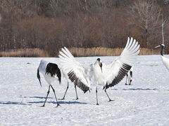 JALどこかにマイルで釧路ひとり旅☆タンチョウ撮影、北海道の動物たちを訪ねて☆