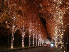 滋賀・紅葉のメタセコア並木を見に行ってみました（＋京都のロームイルミネーション）