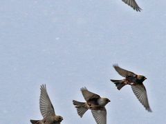 201９年２月野鳥撮影記録 　Ⅲ