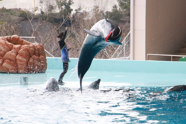 今回の再訪では、レッサーパンダとジャイアントパンダの赤ちゃんに時間をかけなくてはいけないので、マリンライブとアニマルアクションは1回ずつ見ればいいやと思っていました。<br />日曜日と月曜日の再訪だったので、2日目の平日にジャイアントパンダの赤ちゃんを見に行くために、どちらも1日目の日曜日に見ることにしました。<br />でも、結局、2日かけて2回ずつ見ずには満足できませんでした@<br />というのも、ライブの楽しみ方は、そのまま観覧するのはもちろんですが、ここぞというところで写真をゲットする楽しみもあり、うまくゲットできれば勝った~という気分になるのですが(笑)、今回も1回目ずつでは、負けた~という気分の方が多かったからです。<br />特にマリンライブでは、イルカが水面から飛び出てくるポイントを間違えてしまったり、ズームしたファインダーのフレームの外に出てしまったりして、シャッターを押すのが遅かったりなど、何度も負けた~という気分になったので、これは翌日も見に行かねばと思いました。<br />ライブでの演技なので、人間でも本番のできばえはちょっとずつ変わるものですが、ましてや動物なので、ちょっとずつ変わる楽しみもあるから、2回ずつ見てもいいよね、と。<br /><br />というわけで、1日目の2019年1月27日(日)と2日目の1月28日(月)にマリンライブとアニマルアクションを1日にそれぞれ1回ずつ観覧しました。<br />おかげで、ぜひ撮りたかったここぞというシーンの撮影に再チャレンジできましたが、ライブとしては、1日目にやって、2日目にはやらなかった演技もあり、その逆もありました。<br /><br />ただ、ライブはいずれも、年間通じて一番集客が見込める夏をめざして技を磨いているようなので、いまの時期だと、まだ技を磨いている最中という感じがあるようです。<br />特に、マリンライブの方は、トレーニングの成果がものをいう技のパフォーマンスが多いように思います。<br />逆に、アニマルアクションの方は、コツメカワウソやアシカやアザラシ以外は、技を磨くというより、動物のそのままの特性を利用したり、健康チェックのために行われるハズバンダリートレーニングを応用したようなパフォーマンスが多いと思うので、夏とそんなに差はなさそうに思うのですが、やはり夏を目標に、ライブ構成や演出で試行錯誤しているところはあるかもしれません。<br />それでも、アシカやアザラシの技はほとんど失敗がないです(輪投げの失敗は投げる側の問題でしょう(笑))し、コツメカワウソの玉入れもとても上手でした。<br />動物本来の特性を活かした技も含め、動物たちはいずれもトレーナーさんの指示に従ってちゃんと動いていましたし、ちょっと反応が遅かったりしても、それはそれでライブの面白さ。動物のライブショーとしてのクオリティの高さはやはり群を抜いていると思いました。<br />なので、夏に向け、ライブを重ねることで試行錯誤している面があっても、こうやって複数回見る機会があるので、その過程も面白いと思うのです。<br />それに動物園閑散期のこの時期は、会場にぎりぎりに駆けつけても、見やすくて写真を撮りやすい席の確保は簡単という利点もあります。<br /><br />ちなみに、2日目にアニマルアクションの会場に急いでいたとき、いつもなら海獣館を通過できたのに、今回は修復中で通れず、結果的に遠回りすることになり、ショー開始ぎりぎりには間に合いましたが、ちょっと遅くなってしまいました。<br />たしかに足元の行き先案内には、海獣館の方を示すものがありませんでした。あれっと首をかしげながら、自分の記憶に従って向かってしまったのです。<br />いやはや、マリンライブの会場もアニマルアクションの会場も、巨大な建物は目の前に見えているのに、まっすぐ行けないもどかしさ。アクセスルートは、いつも迂回ルートにしか思えなくて、毎度ひーふー言いながら移動しています。<br />いや、そんなことはとっく分かっていることです。だから、私自身が余裕をもって会場に向かえば良かったんです、走って向かいたくなければ(苦笑)。<br /><br />それと、ライブなので毎度ちょっとずつ違うのが見られる楽しみがあっても、今回は歓迎できないこともありました。<br />1日目の日曜日のアニマルアクションで、タカのフライトを披露している最中、客席側に飛んできたタカを、舞台側にもう一度飛ばす前に、近くにいた客がスマフォで撮影しようとしていたからでしょう、トレーナーさんは客の方にタカを向けていました。<br />ところがその客がフラッシュをたいてしまったのです(怒)。<br />そのためトレーナーさんはタカの最後のフライトを中止し、腕にとまらせたまま、階段を降りて、バックヤードに連れていきました。<br />そういう観客の不注意によるパフォーマンスの失敗は二度とあって欲しくないです。<br /><br /><約4ヶ月ぶりで2日目は誕生日となった通算11回目のアドベンチャーワールド(2019年1月26(土)前泊~1月28日(月)の旅行記のシリーズ構成)><br />□(1)アクセスとホテル編:定番となった夜行バスでのアクセスは池袋で乗降車&直前の日程変更で再び泊まった湯快リゾート白浜彩朝楽<br />□(2)グルメとおみやげ編:はち切れそうなくらい食べた朝夕のホテルのバイキング&アドベンチャーワールドとホテルの売店で楽しいショッピング<br />□(3)レッサーパンダ特集:Hello!四男めの赤ちゃん、頻繁にお客さんの方を見てくれるし、ママとたくさんバトル!~冬で元気いっぱいレッサーパンダに2日かけて総勢6頭に会えた@<br />□(4)ジャイアントパンダとコツメカワウソ編:Hello!彩浜ちゃん!~なんとか全員会えた浜ファミリー&食事タイムとふれあいタイムのコツメカワウソ<br />□(5)サファリワールド編:降り注ぐ午後の斜光の中でのんびり過ごす動物たちをゆっくり見て回れたウォーキングサファリ<br />■(6)ライブ編:今回も2度ずつ見ずにはいられなかった感動のマリンライブとアニマルアクション<br />□(7)エントランスドーム・エンジョイドームやファミリー広場の動物たち&平日だけ行われたペンギンパレード~海獣館とペンギン王国は回れなかったけれど<br /><br />アドベンチャーワールドの公式サイト<br />http://www.aws-s.com/<br /><br /><タイムメモ(全行程)><br />※この旅行記に関係ある時間帯に★印をつけました。<br /><br />【2019年1月26日(土)】<br />20:40 池袋東口から明光バスに乗車<br /><br />【2018年1月27日(日)】<br />07:50頃 白浜バスセンター到着(定刻07:56)<br />07:50頃 コンビニでペットボトルのお茶を買う<br />07:55-08:40 民宿アイスのレストランで朝食<br />08:49 白浜バスセンター発の路線バス101番に乗車(運賃470円)<br />09:15頃 アドベンチャーワールド前の停留所に到着<br />10:05頃 アドベンチャーワールドに入園(開園10:00)<br />10:05 エントランスドームでダルメシアンのお出迎え<br />10:05-10:30 ウェルカムルームのレッサーパンダ(ジン)<br />(時々けやき広場のワオギツネザル)<br />10:30-10:35 エントランスドームのペンギンとフラミンゴ<br />10:35-11:05 屋外のレッサーパンダ(ライラ母子)<br />(午前の公開時間は開園から11:30まで)<br />11:05-11:10 パンダラブの屋外ジャイアントパンダ(結浜)<br />(マリンライブ会場に向かう途中)<br />11:15-11:35 マリンライブ(1回目)★<br />11:40 エントランスドームのウサギ<br />11:45-11:55 屋外のレッサーパンダ(マルル)<br />12:00-12:15すぎ アニマルアクション(1回目)★<br />12:25-13:05 ウェルカムルームのレッサーパンダ(ジン)<br />(時々けやき広場のワオギツネザル)<br />13:10-13:25 エントランスドームでパンダ団子休憩<br />13:30-13:40 屋外のレッサーパンダ(シンシン)<br />13:45-14:10 コツメカワウソの食事タイム<br />14:15-14:20 屋外のレッサーパンダ(シンシン)<br />14:20-14:25 ウェルカムルームのレッサーパンダ(ジン)<br />14:25-14:30 屋外のレッサーパンダ(シンシン)<br />14:30-14:35 フラミンゴ広場のジェンツーペンギン<br />14:35-14:45 パンダラブの屋外ジャイアントパンダ(結浜)<br />14:55-16:35 ウォーキングサファリ<br />16:40-16:50 パンダラブのジャイアントパンダ<br />(結浜は終日屋外/屋内は桃浜/桜浜は収容された後)<br />(良浜・彩浜の観覧受付は10:15~15:00/この日は並ばず)<br />16:50-17:00 エントランスドームで買い物<br />17:00 アドベンチャーワールドを出る<br />17:15 アドベンチャーワールド発の最終102番バスに乗車<br />17:50頃 古賀浦のバス停に到着(運賃470円)<br />17:55 ホテル湯快リゾートプレミアム白浜彩朝楽にチェックイン<br />19:05-19:20 ホテルの売店で買い物<br />19:40-20:10 ボディケア30分コース(4,000円)<br />20:10-21:30 夕食バイキング<br />(3部制で第3部の20:00-21:30の時間帯指定)<br /><br />【2019年1月28日(月)】<br />07:00 起床<br />07:30-08:00 朝食バイキング<br />(3部制で第2部の07:00-08:00の時間帯指定)<br />(08:00-09:00の時間帯は満員で取れず)<br />09:35 チェックアウト<br />09:40 予約したタクシーでアドベンチャーワールドへ(1,320円)<br />(古賀浦のバス停から10時前に到着する直通バスがないため)<br />09:45 アドベンチャーワールドに到着<br />(15~20分かかるはずのところ平日だからか5分で到着)<br />10:05頃 アドベンチャーワールドに入園(開園10:00)<br />10:05-11:00 屋外のレッサーパンダ(ライラ母子)<br />(午前の公開時間は開園から11:30まで)<br />11:00-11:15 パンダラブのジャイアントパンダ<br />(結浜は屋外/屋内は桜浜・桃浜)<br />11:15-11:40 屋外のレッサーパンダ(ライラ母子/ココロ)<br />(11:30にココロに交代)<br />11:45-11:55 ブリーデイングセンターで並び始める<br />(良浜は途中でバックヤードへ/3列目から彩浜を観覧)<br />(時間切れになり途中で列を抜ける)<br />12:00-12:15すぎ アニマルアクション(2回目)★<br />(12:30頃までアニマルアクションの会場で休憩)<br />12:40-13:05 ブリーデイングセンター(永明・良浜・彩浜)<br />(彩浜はお休み中で時々寝返り/空いたので途中から自由観覧)<br />13:15-13:25 ペンギンパレード(平日のみ)<br />13:25-13:35 屋外のレッサーパンダ(マルル&后)<br />13:40-13:50 ブリーデイングセンター(良浜・彩浜)<br />(ほんとはコツメカワウソの食事タイムを見に行くつもりだった)<br />(自由観覧/1列目が歩きながらの観覧になったので離れる)<br />13:55-14:00 コツメカワウソの食事タイム<br />(食事タイム開始は13:45)<br />14:00-14:05 コツメカワウソふれあいタイム<br />(ふれあい受付は14:00までなので写真だけ撮らせてもらう)<br />14:15-14:35 マリンライブ(2回目)★<br />(マリンライブ会場で少し休む)<br />14:50-16:25 屋外のレッサーパンダ(ライラ母子)<br />(母子の午後の展示時間は15:00~15:30までだが延長)<br />16:25-16:40 エントランスドームのカフェでジラフィーノ休憩<br />16:40-16:50 エントランスドームで買い物<br />16:50-17:00 ウェルカムルームのレッサーパンダ(ジン)<br />17:00 アドベンチャーワールドを出る<br />17:15 アドベンチャーワールド発の最終102番バスに乗車<br />17:35 白浜良のバス停に到着(運賃470円)<br />17:40-18:15 浜銀座の和歌山ラーメンの夕食<br />18:25 白浜バスセンターでバスを待つ<br />19:30 白浜バスセンター発の西武バスに乗車<br /><br />【2019年1月29日(火)】<br />06:35頃 池袋東口(西武池袋駅近く)に到着(定刻06:49)<br />(そのまま帰宅せず出勤)<br /><br />※これまでの動物旅行記の目次を作成済。随時更新中。<br />「動物/動物園と水族館の旅行記~レッサーパンダ大好き~ 目次」<br />http://4travel.jp/travelogue/10744070<br /><br />※そのうちこれまでのアドベンチャーワールドのマリンライブとアニマルアクションの旅行記の一覧はこの旅行記の末尾に、南紀白浜とアドベンチャーワールドの旅行記一覧はシリーズ最後の旅行記のラストに掲載します。